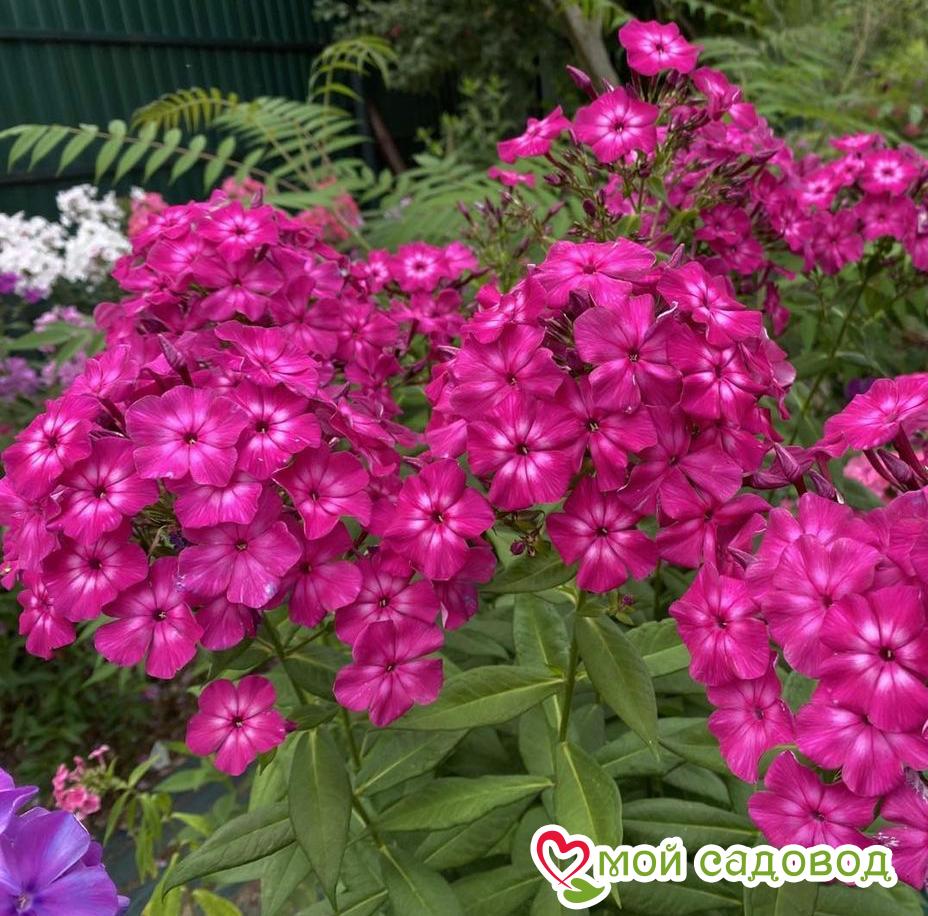 Срок цветения флокса Юник Биколор